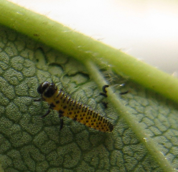 Pyrrhalta sp.?